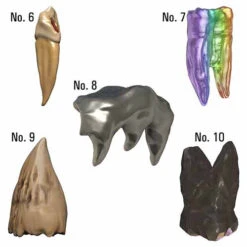 D&D Icons Of The Realms: Teeth Of Dahlver-Nar - Bite-sized Artifacts 9 D&D Icons Of The Realms: Teeth Of Dahlver-Nar - Bite-sized Artifacts -Wizgame Sales wzk96122 3