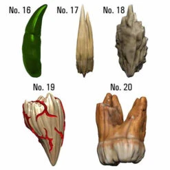 D&D Icons Of The Realms: Teeth Of Dahlver-Nar - Bite-sized Artifacts 8 D&D Icons Of The Realms: Teeth Of Dahlver-Nar - Bite-sized Artifacts -Wizgame Sales wzk96122 5